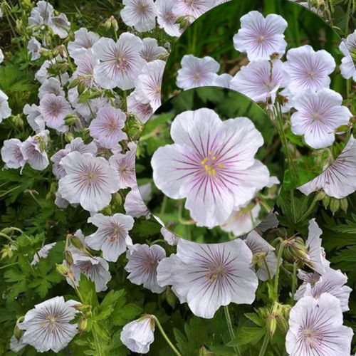 Geranium himalayense 'Derrick Cook' - Suureõieline kurereha 'Derrick Cook' P9/0,55L
